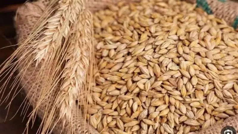 سعر طن الأرز الشعير اليوم السبت 2-11-2024 بعد انتهاء موسم الحصاد 