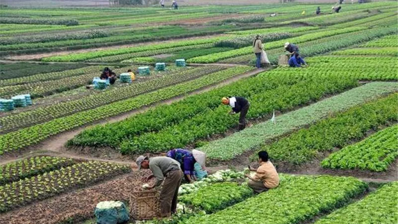سعر الفدان في الريف المصري.. ارتفاع ملحوظ وفقًا لـ تنمية الريف المصري
