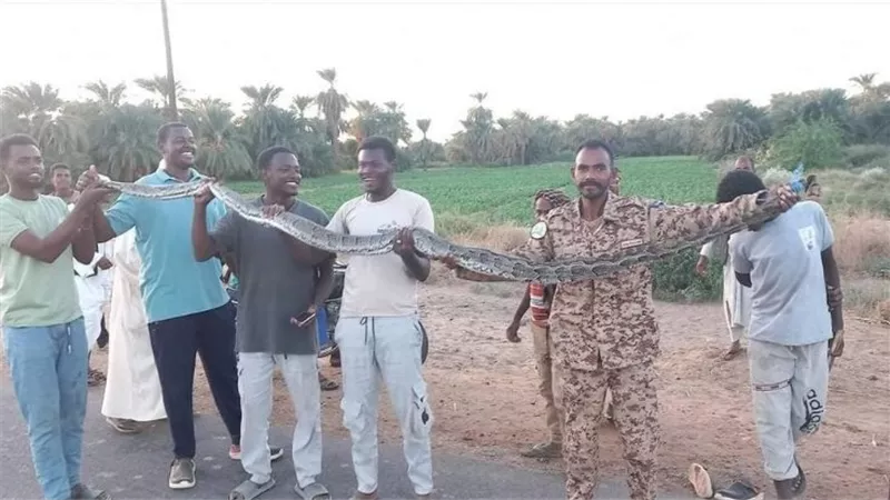 «الأصلة» ظهور ثعابين عملاقة مرعبة بنهر النيل.. التفاصيل كاملة 