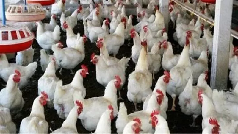 أسعار بورصة الدواجن الآن.. سعر الفراخ والبط اليوم الخميس 14-11-2024 للتاجر والمستهلك 