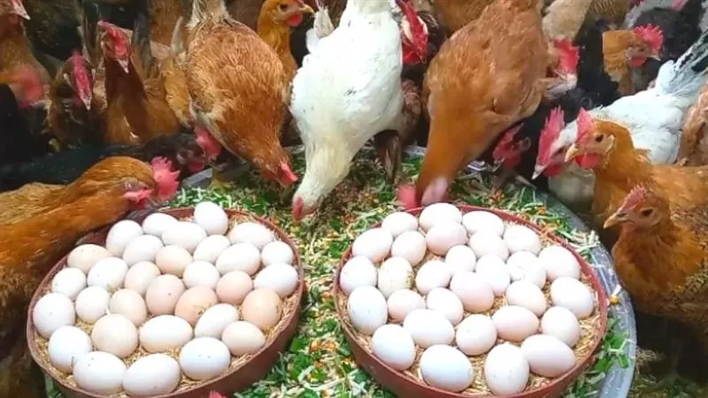أسعار الدواجن في مصر اليوم السبت 23 نوفمبر 2024.. الكيلو بكام انهارده؟