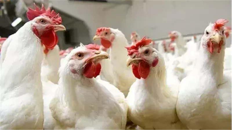 بورصة الدواجن اليوم.. أسعار الفراخ والبيض في بورصة الدواجن اليوم الثلاثاء 26-11-2024