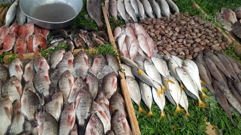بقى بكام النهاردة؟.. أسعار السمك والجمبري اليوم الخميس 28-11-2024