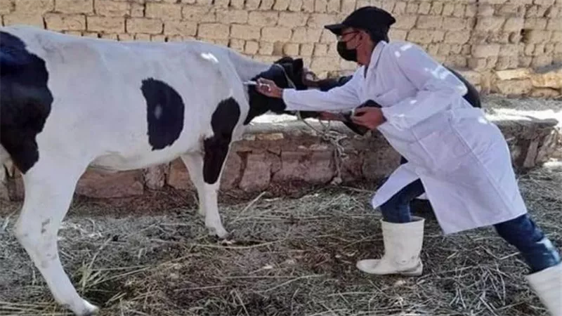 أعراض مرض البروسيلا وطرق علاجه والأشخاص المهددون بالإصابة به