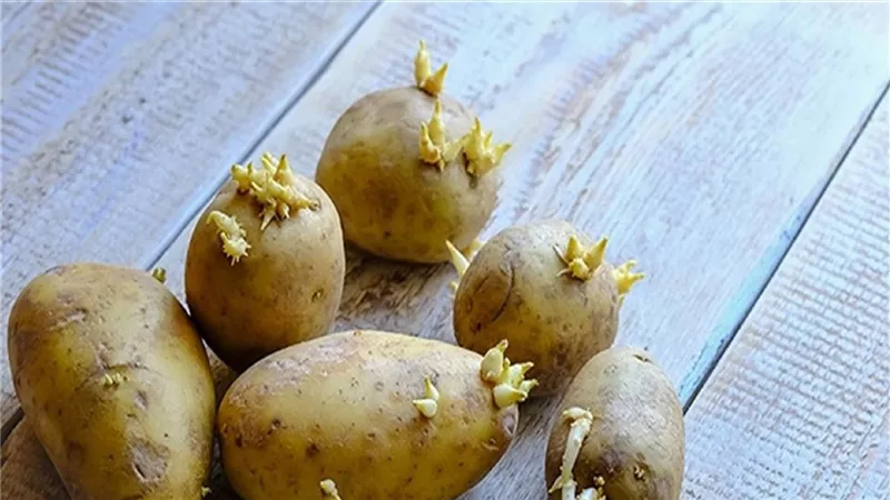 البطاطس المنبتة.. سم خفي في مطبخك كيف تتجنب مخاطره