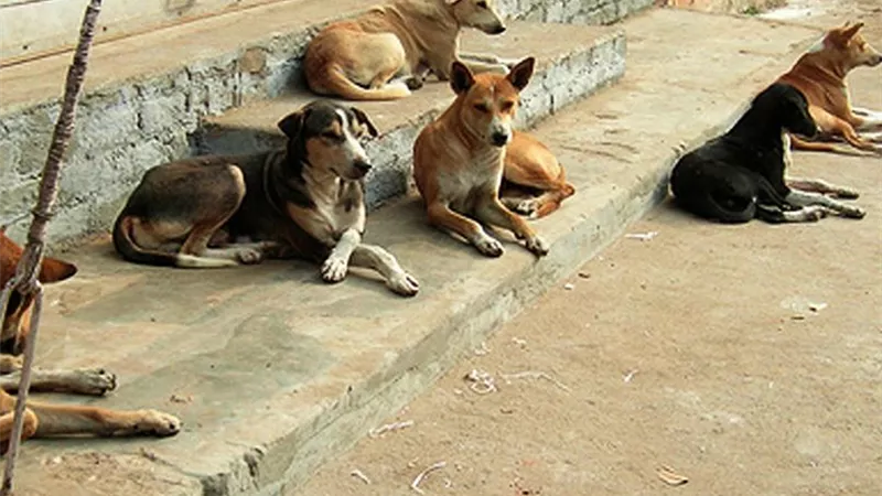 كشف المستور عن فيديو جامع الكلاب الضالة 