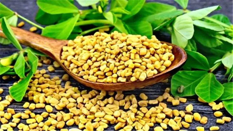 فوائد الحلبة في تعزيز صحة الجسم وتحسن عملية الهضم 