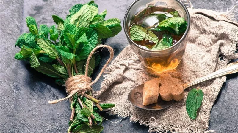 فوائد شرب النعناع لصحة الجسم وتحسين المزاج