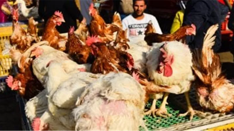 عاجل ..ارتفاع أسعار الفراخ والبط اليوم الخميس 13-2-2025  داخل بورصة الدواجن 