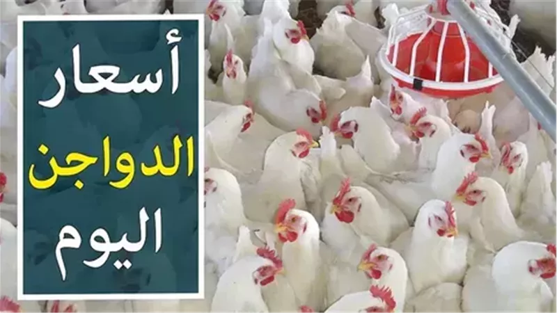 بورصة الدواجن الرئيسية.. أسعار الفراخ اليوم الخميس 16-1-2025