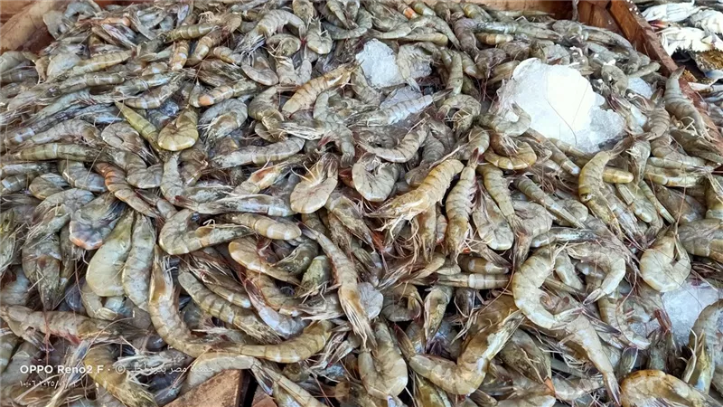 أسعار السمك والجمبري اليوم السبت 18-1-2025 فى سوق العبور للجملة