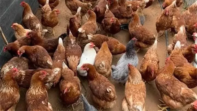 الدواجن فى مصر.. اسعار الفراخ والبط اليوم الأثنين  20-1-2025 بالأسواق