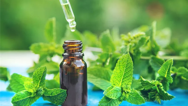 زيت النعناع.. كنز طبيعي يقدم فوائد مذهلة لصحتك وجمالك
