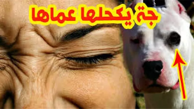 قصة حُب كلب وقطة وراء مثل ”جه يكحلها عماها”