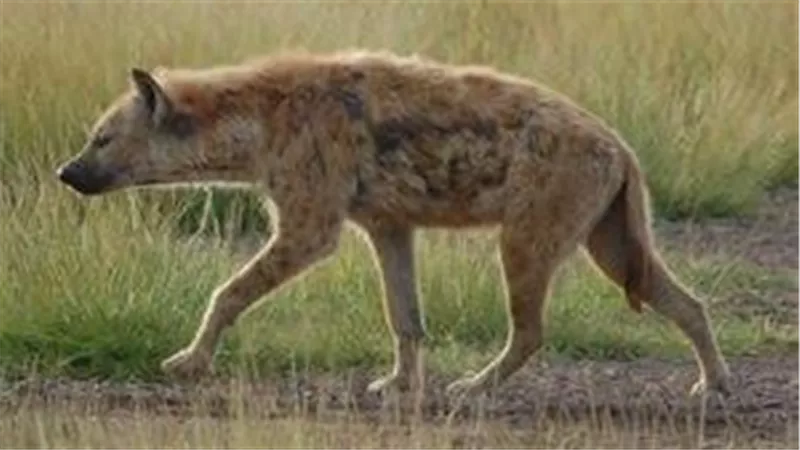 القصة الكاملة لظهور الضبع المرقط في مصر.. ما مدى خطورته على المواطنين؟  