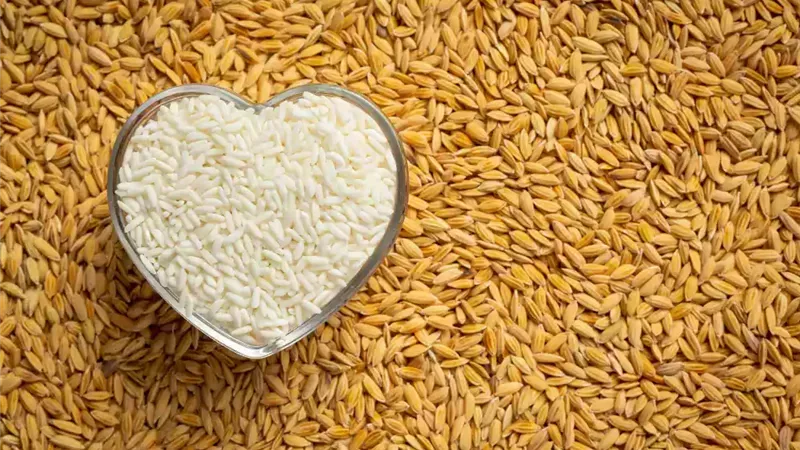 سعر طن الأرز الشعير اليوم في الأسواق المصرية.. وصل كام