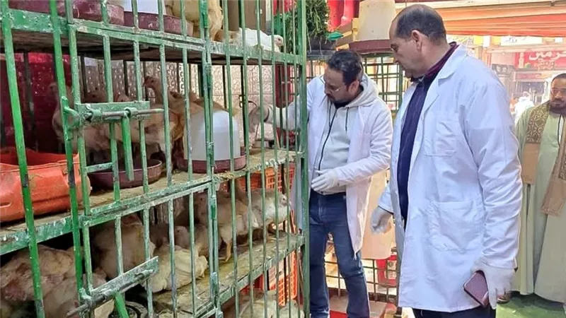 حملات للطب البيطري على منافذ بيع اللحوم والأسماك والمطاعم بسوهاج استعدادًا لرمضان