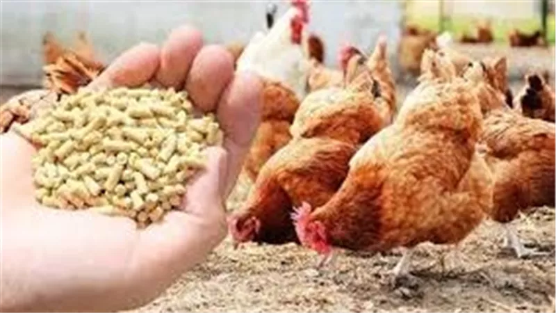أسعار أعلاف الدواجن في مصر اليوم وتأثيرها على صناعة الدواجن والسوق