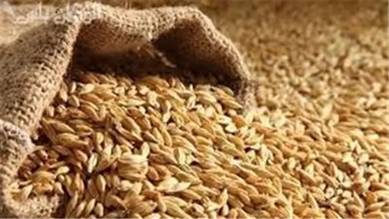 ⁩ أسعار الأرز الشعير اليوم السبت 8-3-2025 داخل الأسواق للتجار والمستهلك 