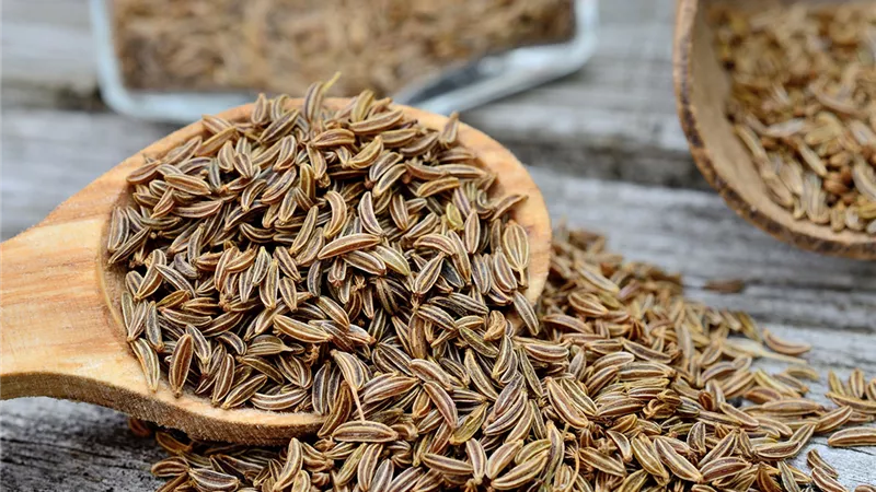 الكراوية والتخسيس.. هل هي المفتاح لفقدان الوزن؟ (إليك التفاصيل)