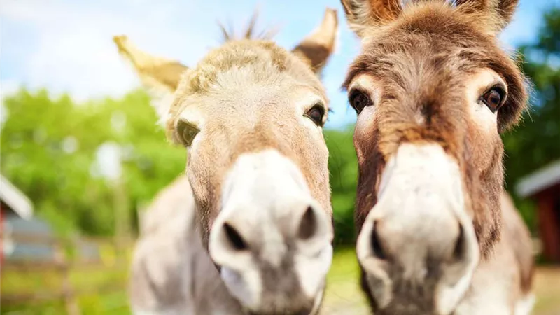 ذبح الحمير بالسيرك القومي.. تحقيقات تكشف الفضيحة الكاملة
