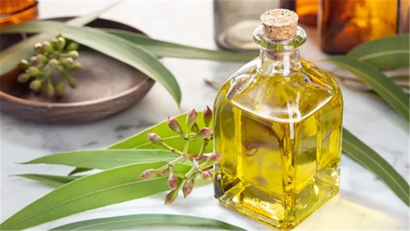زيت الكافور.. الحل السحري للعناية بالشعر وعلاج المشكلات الجلدية