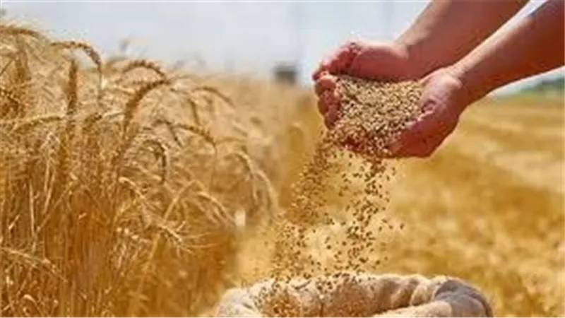 مصر تبدأ رسميًا موسم توريد القمح المحلي غدًا بجميع المحافظات 2025