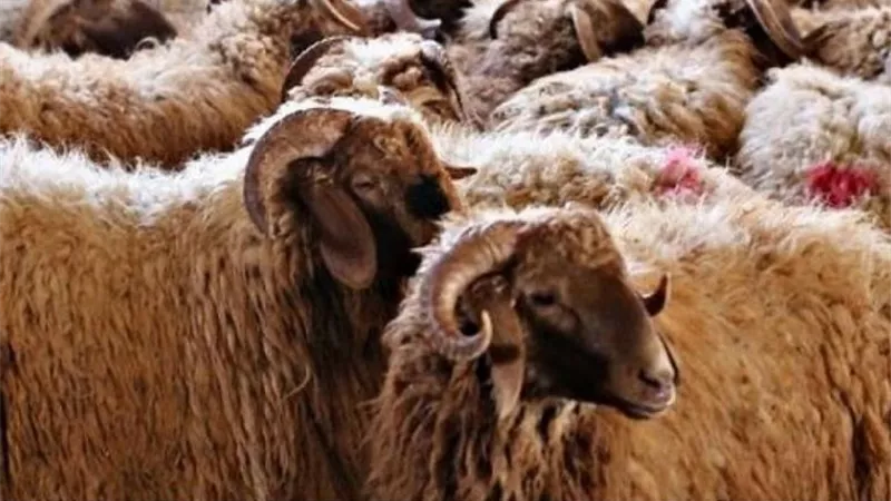 الأزهر يوضح 5 أحكام حول شروط الأضحية.. تعرف عليها 