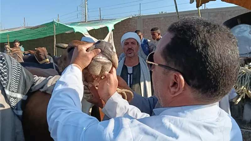 الجيزة تفتح 23 مجزرًا مجانا للمواطنين خلال عيد الأضحى.. إليك أماكنها