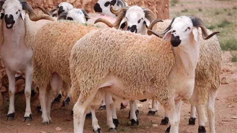 التموين تطرح خرافًا وأبقارا حية للأضاحي بأسعار تنافسية استعدادًا لعيد الأضحى 2025