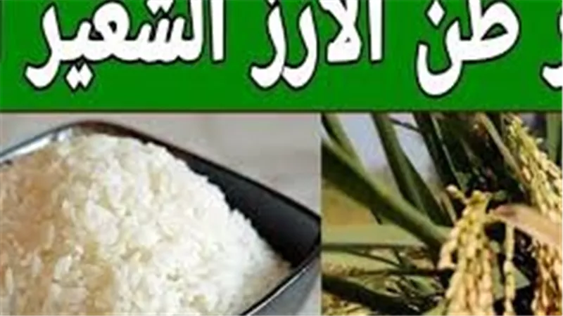 استقرار أسعار الأرز في الأسواق.. والأبيض العريض يسجل أعلى مستوياته