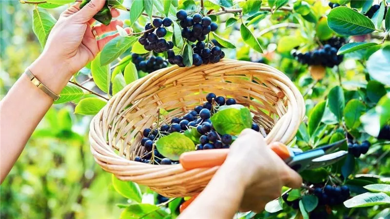 عصير التوت الأسود.. الذهب السري لصحة الأمعاء وخفض السكري والضغط!