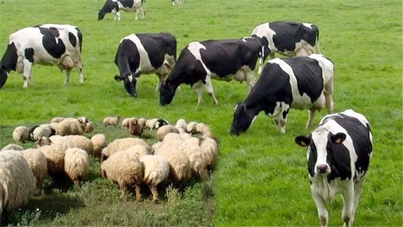 جهود حكومية متواصلة لزيادة الاكتفاء الذاتي من اللحوم الحمراء في مصر