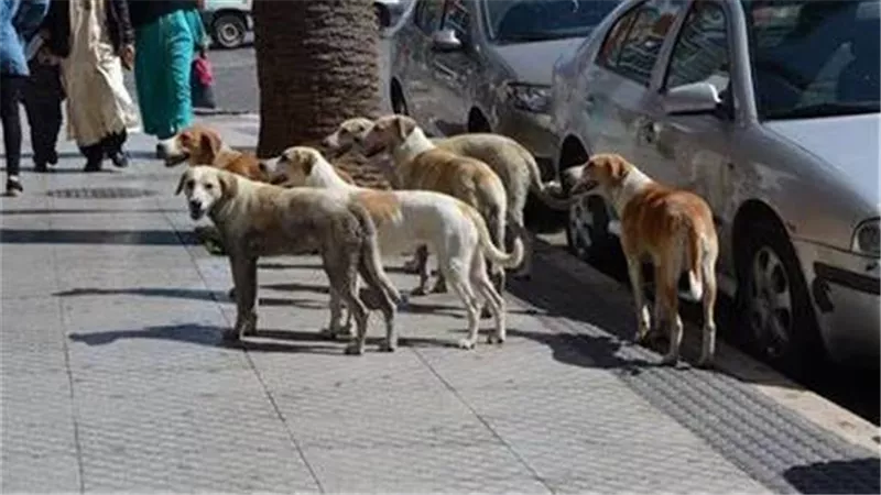 الطب البيطري يطلق خطة وطنية لمواجهة ظاهرة الكلاب الضالة