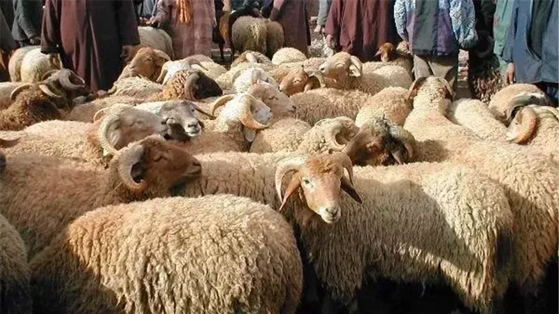 حكم جمع جلود الأضحية وبيعها والتبرع بثمنها..دار الإفتاء المصرية توضح التفاصيل الكاملة