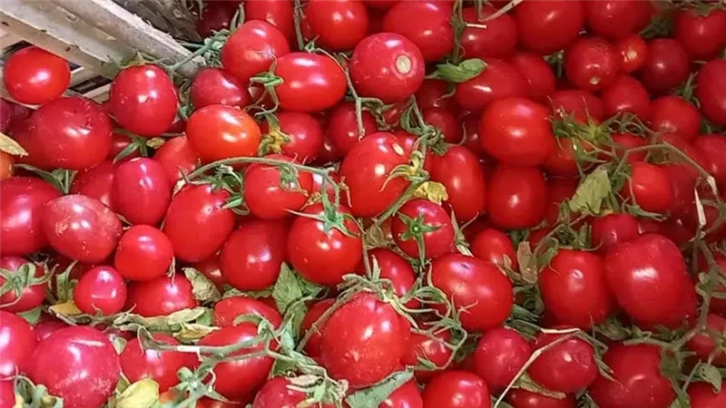الطماطم بـ10 جنيهات.. نقيب الفلاحين يكشف مفاجأة السعر الرخيص ويحذر المواطنين