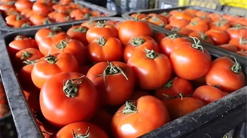 أسعار الطماطم في أكتوبر.. شعبة الخضراوات تكشف حقيقة ارتفاع الأسعار