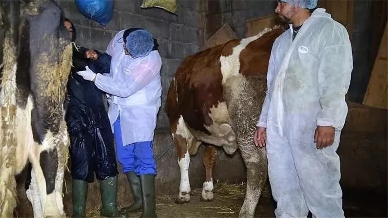 وزارة الزراعة تنفي تجميد تعيين الأطباء البيطريين.. والتدريب يقترب من الانتهاء