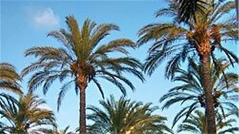 مجمع لصناعات التمور بالوادي الجديد يوفر 1500 فرصة عمل ويستهدف مليون نخلة