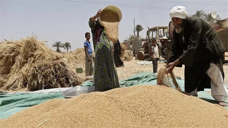 توريد 6 ملايين طن من القمح المحلي.. هيئة السلع التموينية تكشف المستهدف للموسم المقبل