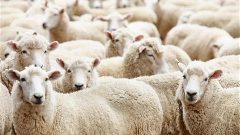 هل يجوز الإشتراك فى أضحية العيد ؟ .. الإفتاء تجيب